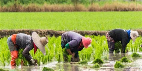 FSI | FSE - Impacts of ENSO Events on Chinese Rice Production and the World Rice Market