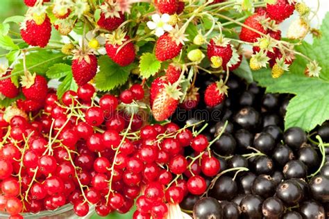 Berry mix stock photo. Image of healthy, fresh, collage - 27639388