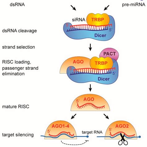 The Rna Interference Rnai Pathway In Mammals A Single Dicer Protein