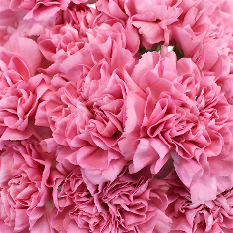 Wholesale Watermelon Pink Carnation Flower ᐉ Bulk Watermelon Pink