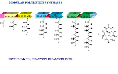 Polyketide Synthases