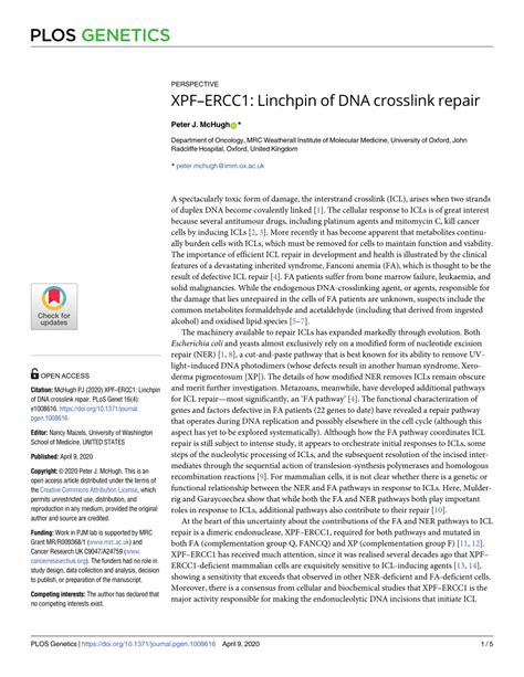 Pdf Xpfercc Linchpin Of Dna Crosslink Repair