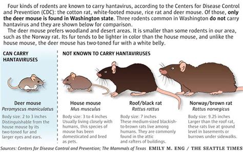 Know The Dangers Of Mouse Bites And How To Treat Them