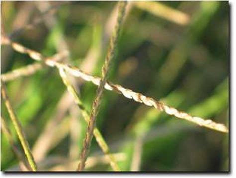 Learn How To Identify Grass Seed Head Growth How To Guides Tips And Tricks