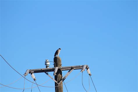 Gray Hawk In February 2018 By Horacio V Barcenas INaturalist