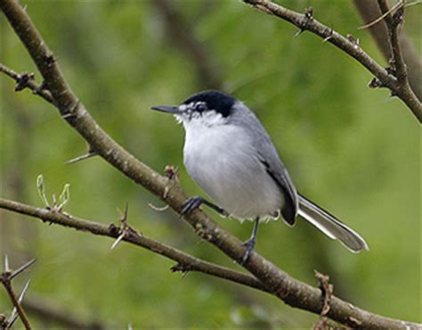 John Kormendy: Honduras Birds