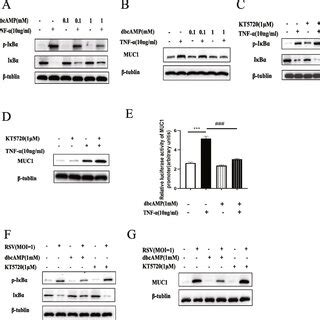 The Role Of Nf B In The Muc Levels Induced By Rsv And Tnf In A