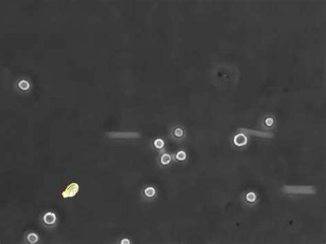 Cell Rolling Adhesion Fluxion Biosciences Youtube