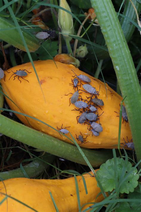 How To Stop Squash Bugs In The Fall 3 Simple Methods That Work Squash Bugs Squash Plant