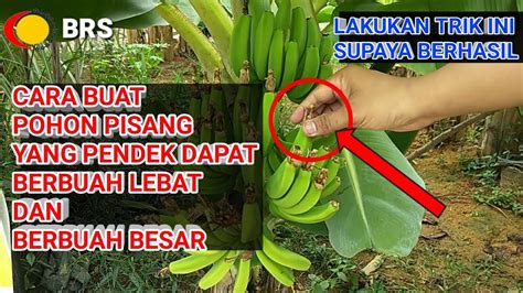 Cara Buat Pohon Pisang Yang Pendek Dapat Berbuah Lebat Dan Berbuah