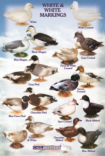 Identifying Duck Breeds