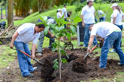 Piantare Alberi E Il Miglior Modo Per Fermare I Cambiamenti Climatici