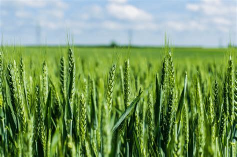 Grow Pro Genetics Acquires Syngentas AgriPro Soft Red Winter Wheat