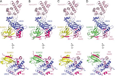 Structures Of Rangap1 Sumoubc9ranbp2 Complexes Schematics Represent