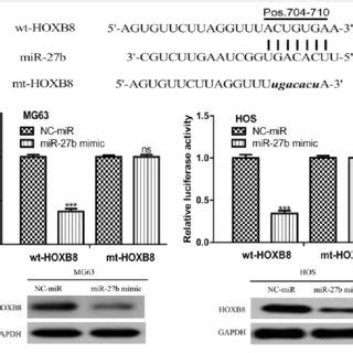 MicroRNA 27b Regulates OS Cell Behaviors Via Targeting HOXB8 A