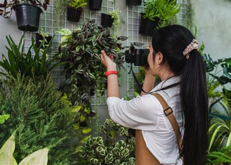 Tanaman Hias Outdoor Yang Mudah Dirawat Dan Manfaatnya