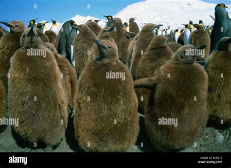 King Penguin Chicks South Georgia Polar Regions Stock Photo Alamy