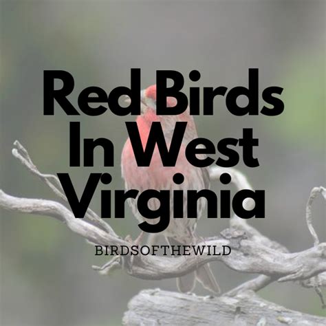 13 Red Birds In West Virginia With Pictures Birds Of The Wild