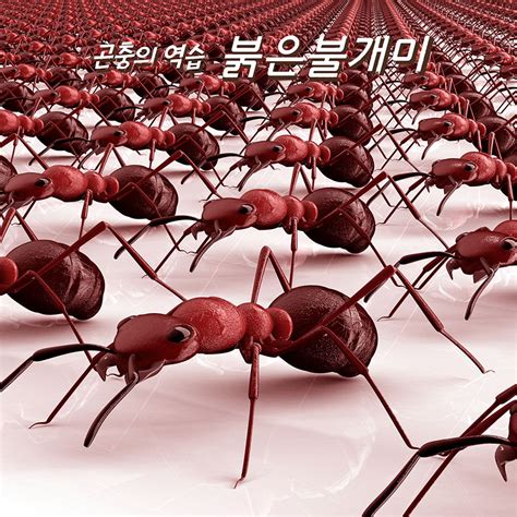 곤충의 역습 붉은불개미