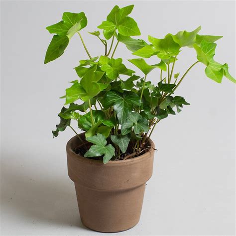 Hedera Helix Brigette 9cm Pot Opperman Plants Ltd