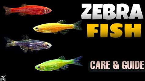 Zebrafish Danio Info Guide Danio Zebrafish Care Beginner