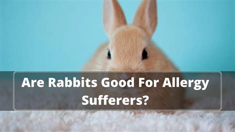 Are Rabbits Good For Allergy Sufferers