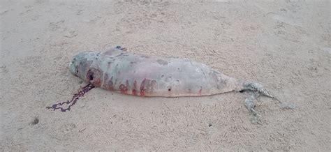 Sightings And Strandings Marine Mammal