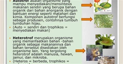 Contoh Organisme Autotrof Brain