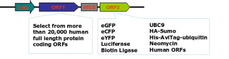 Genecopoeia Omicslink Bicistronic Ires Expression Ready Orf Cdna