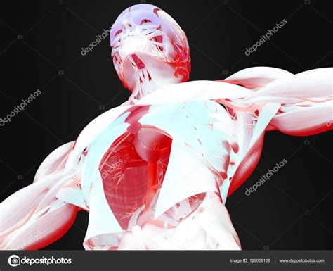 Modelo De Anatomia Do Tronco Humano Fotos Imagens De Anatomyinsider