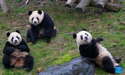 Giant Pandas Seen At Pairi Daiza Zoo In Brugelette Belgium Global Times