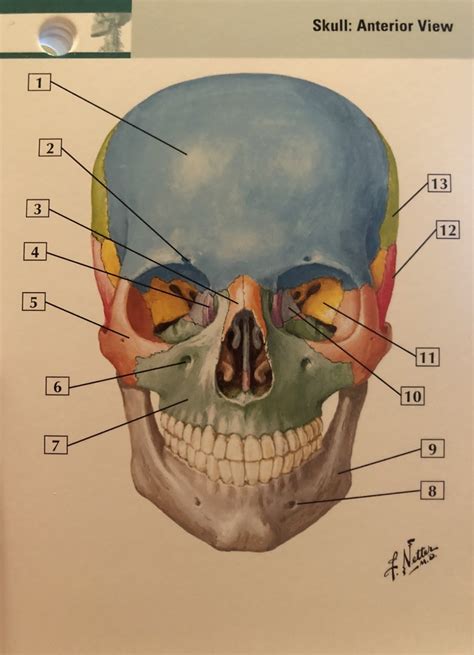 Skull Anterior View Diagram Quizlet