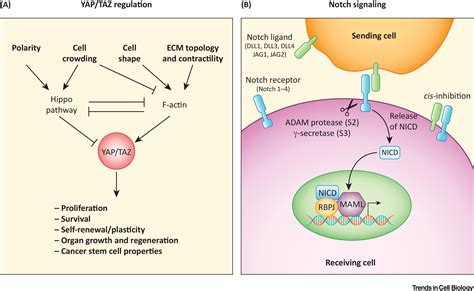 Crosstalk Between Yap Taz And Notch Signaling Trends In Cell Biology