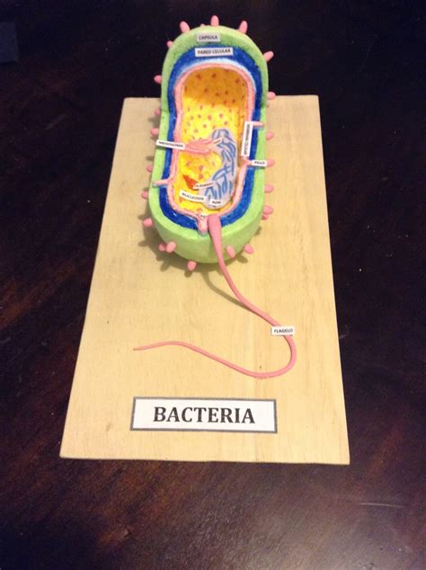 Maquetas Y Arte BACTERIA