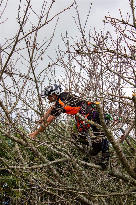 Tree Pruning Hamilton Marc Doyle Treework