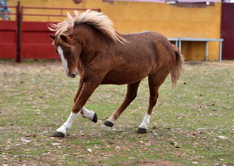 Meet The Percheron Horse Breed - HorsebackLife Magazine