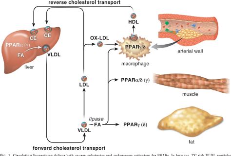 Figure 1 From Minireview Lipid Metabolism Metabolic Diseases And Peroxisome Proliferator