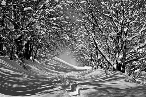 无人横图黑白室外白天正面旅游度假美景森林树林雪植物大雪阴影光线影子积雪景观雪景冬季冬天娱乐树