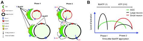 Hypothetical Model Illustrating The Activation Of DRG Neurons And SGCs