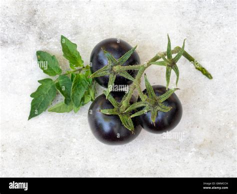 Black, blue heritage cherry tomato variety Stock Photo - Alamy