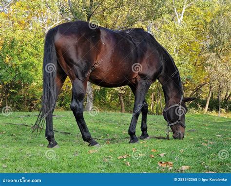horse laying  eating grass  layla rowland blog