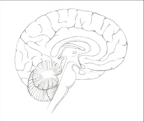 Sagittal Cross Section Of The Brain Amanda Barnaby