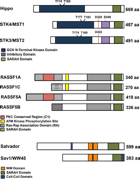 Figure From Mst Mst Protein Kinases Regulation And Physiologic