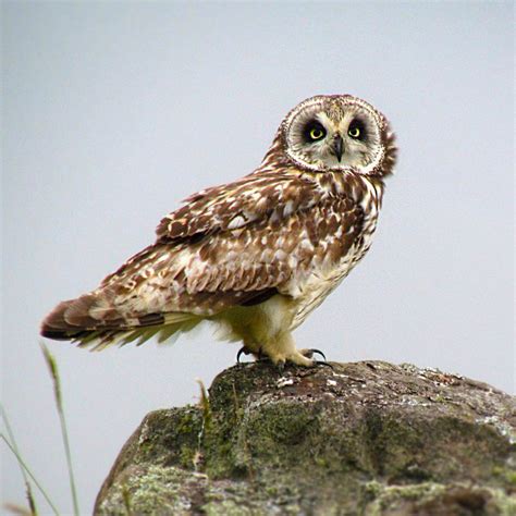 Hawaiʻi Birding Trails | Hawaiian short-eared owl