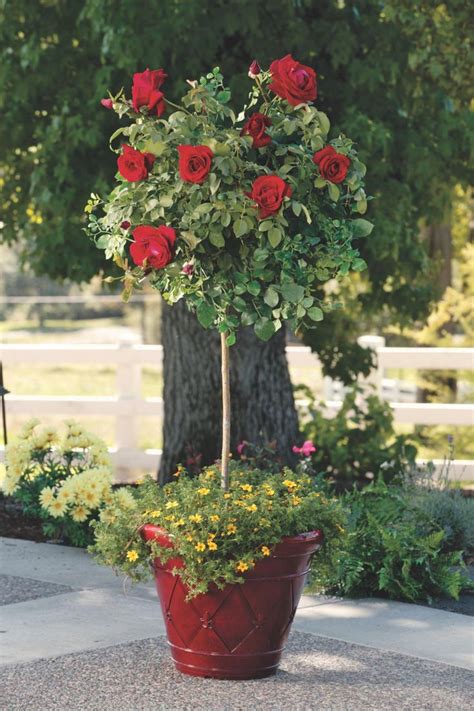 How To Grow Patio Roses In Containers Rose Garden Design Rose Trees Container Roses