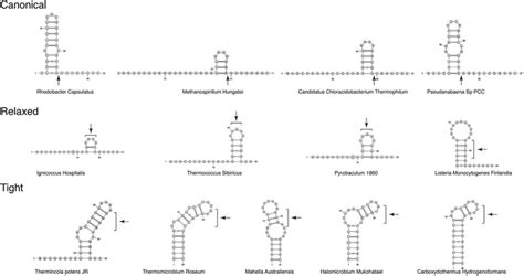 Representative Crispr Repeat Rna Structures Predicted By Mfold The