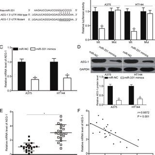 Astrocyte Elevated Gene Aeg Is A Direct Target Of Mir In