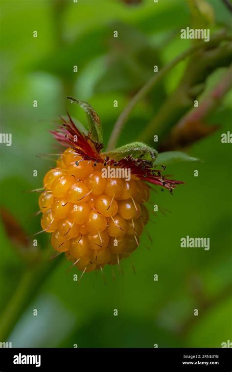 Fruit Of A Salmonberry Rubus Spectabilis Plant Stock Photo Alamy