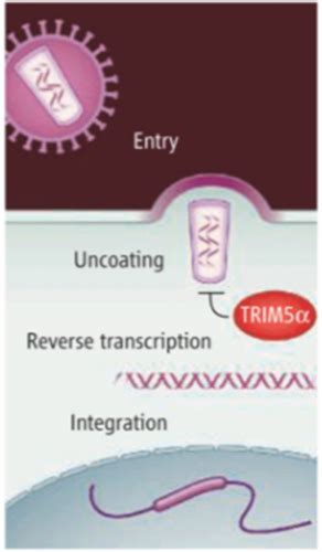 Virology Virus Host Interaction Pathogenesis Of Virus Infection