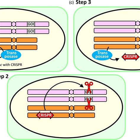 A Strategy Of PiggyBacmediated Transgenesis For Temporary Expression